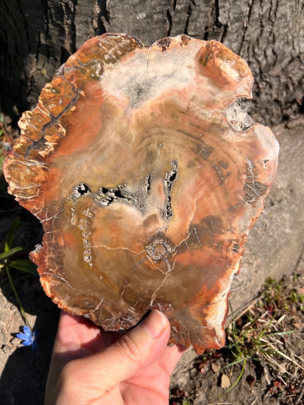 Petrified (10) wood slab with stand | crystal - Picture 8 of 17